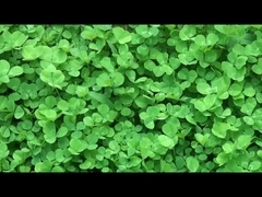 Dispositivos portáteis inteligentes de qualidade da China.